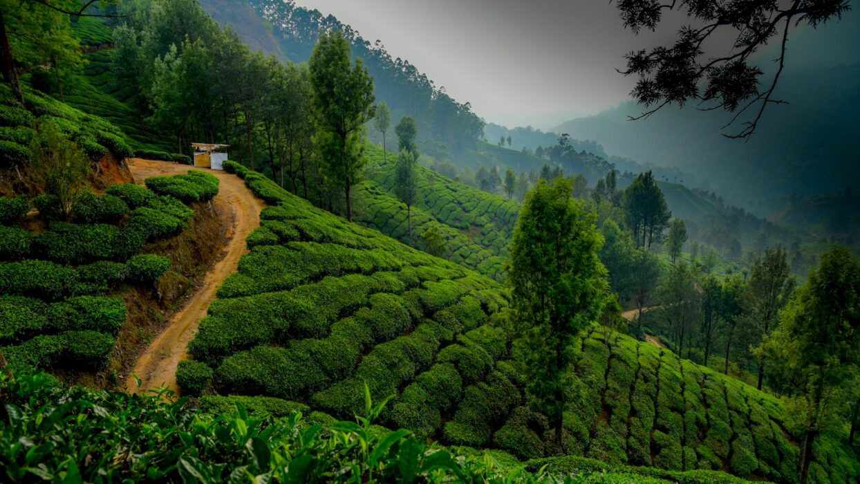 Munnar hills